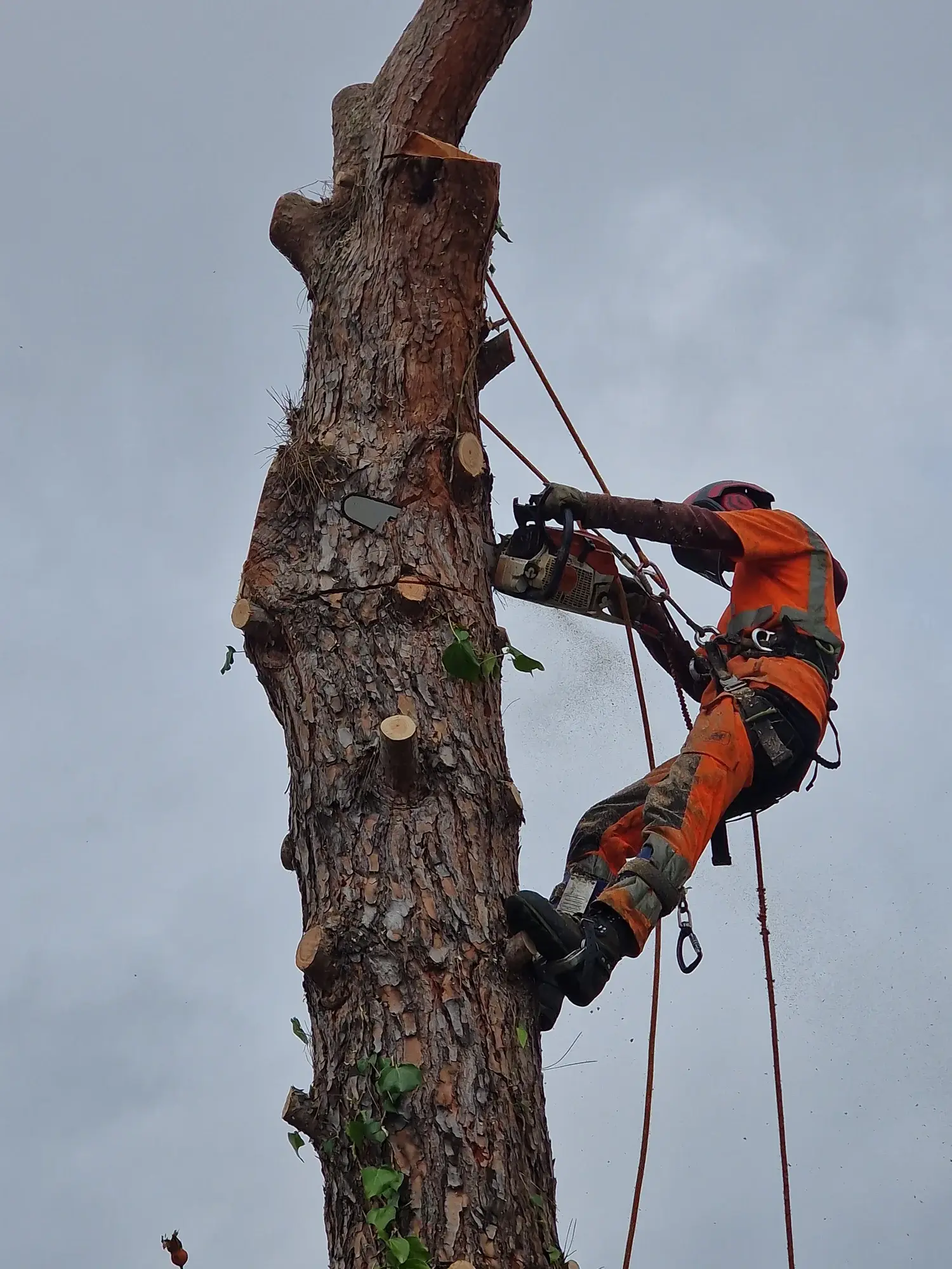 Abattage professionnel